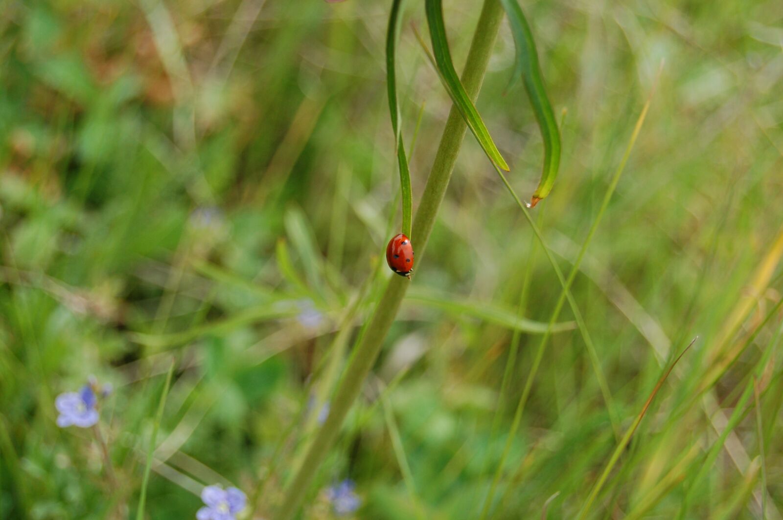 Nikon D40 sample photo. Mayowka, spring, ladybug photography
