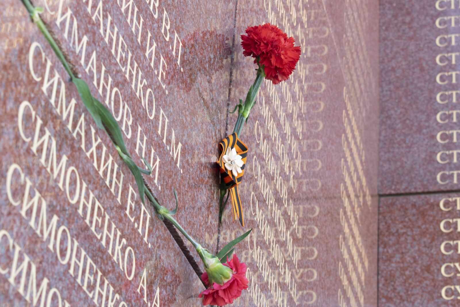 Nikon D5300 sample photo. Ribbon of saint george photography