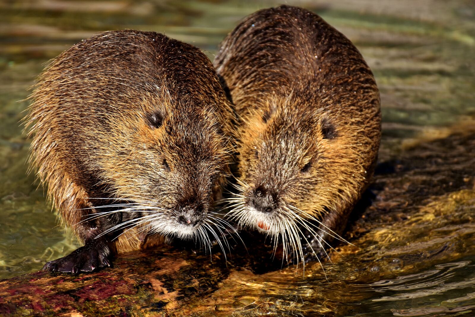 Nikon D7200 sample photo. Nutria, water rat, water photography