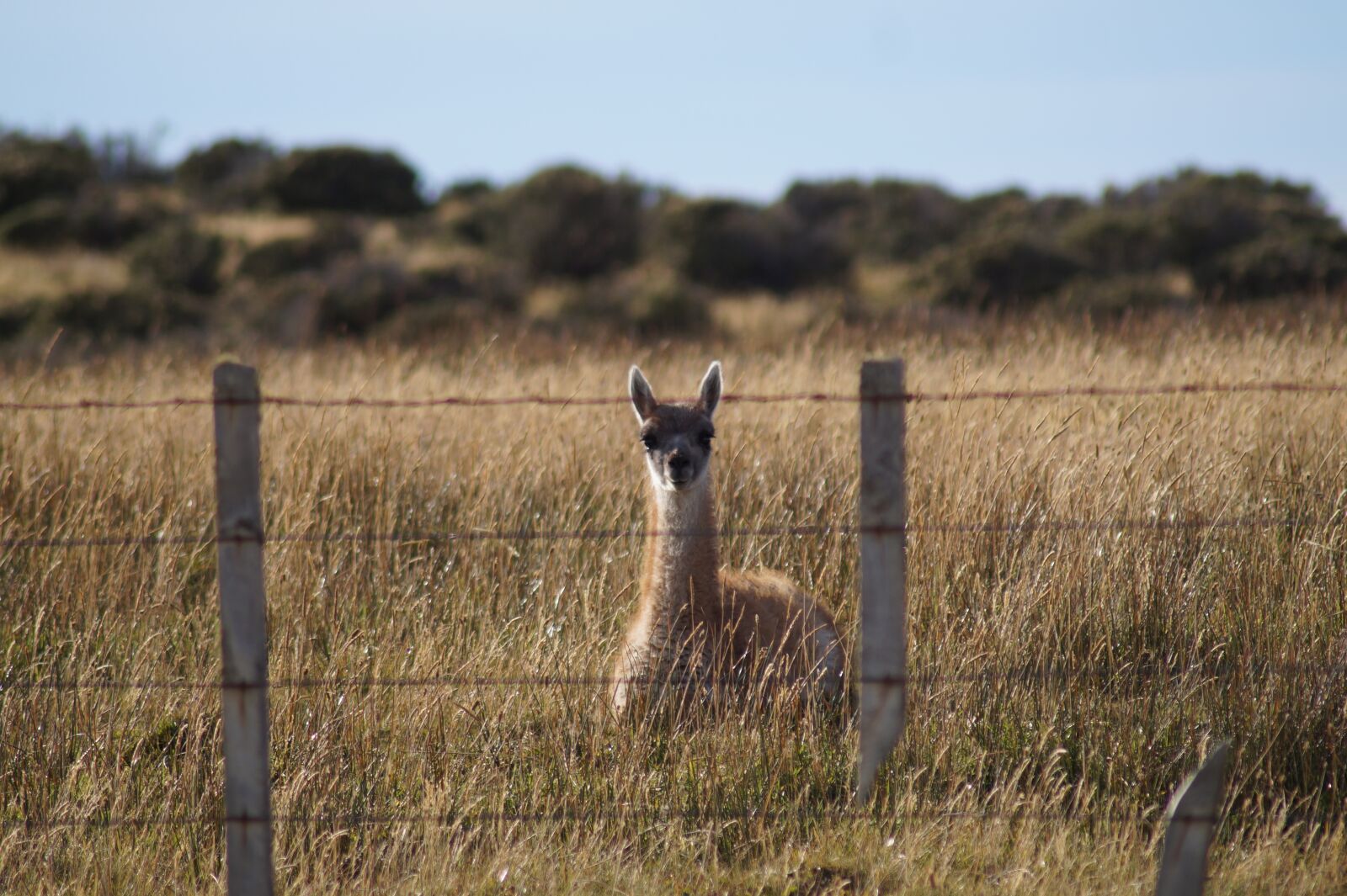 Sony SLT-A58 sample photo. Trapped, wildlife, patagonia photography