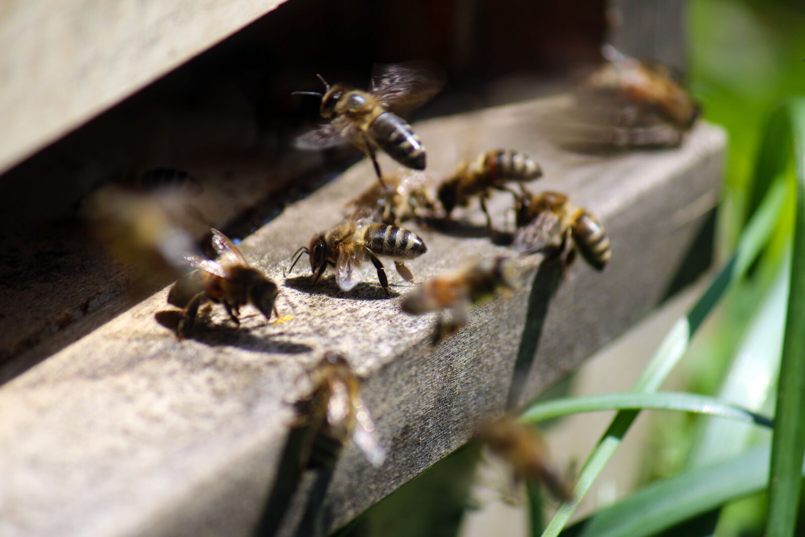 Canon EF-S 55-250mm F4-5.6 IS sample photo. Honey bee, air hole photography