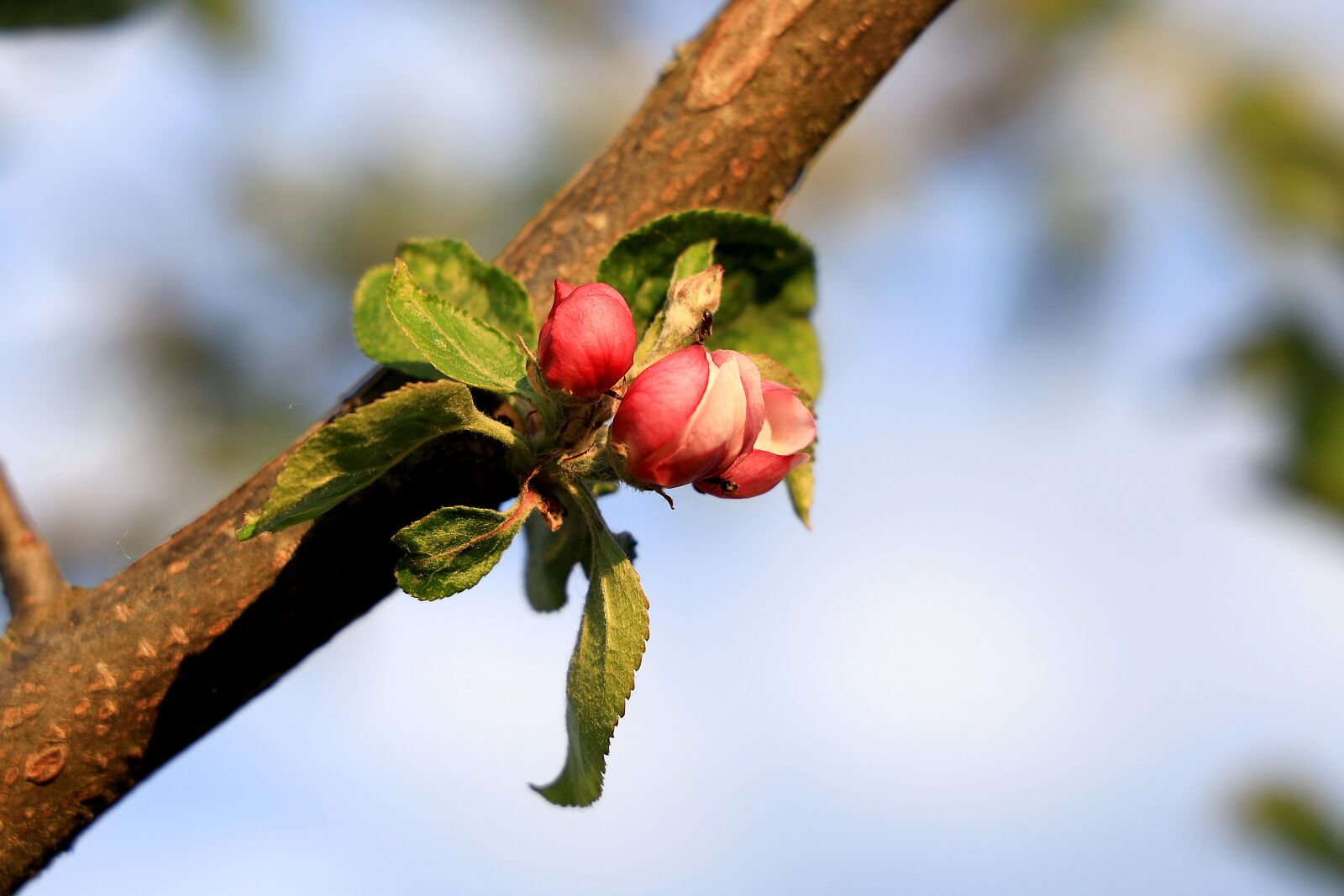 Canon RF 24-105mm F4L IS USM sample photo. Blossom, bud, apple blossom photography
