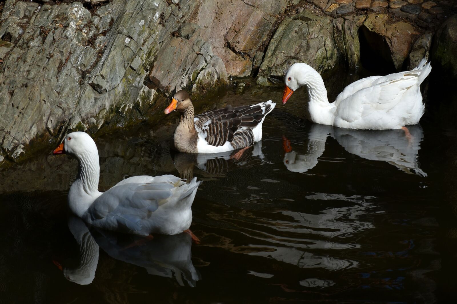Nikon D3500 sample photo. Pool, goose, bird photography