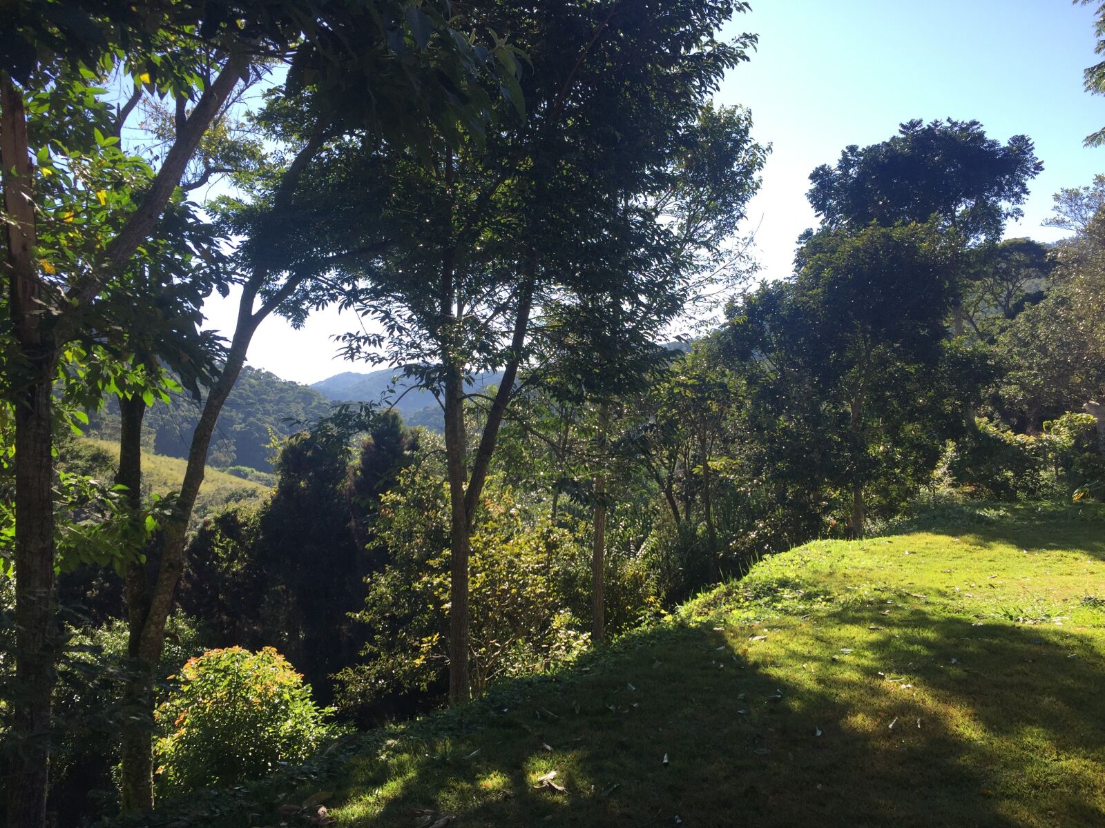iPhone 6 back camera 4.15mm f/2.2 sample photo. Horizont, bosque, trees photography
