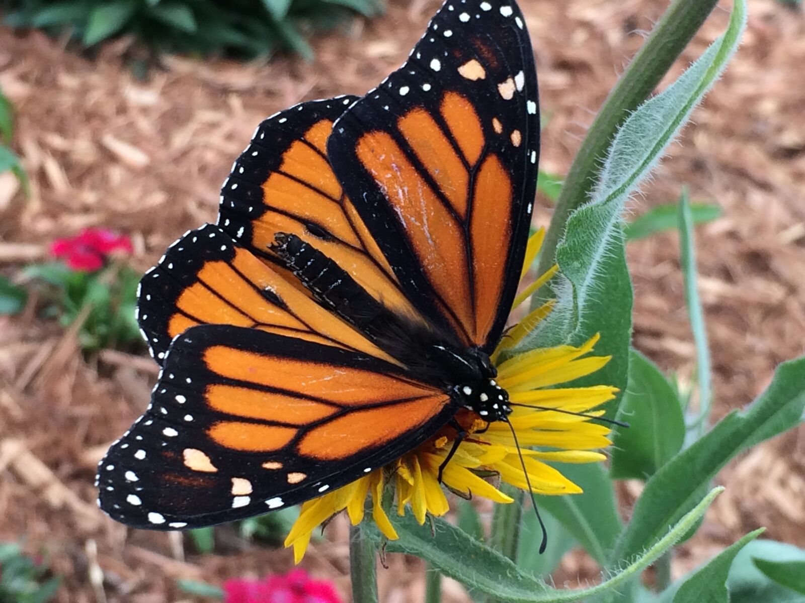 iPhone 5s back camera 4.15mm f/2.2 sample photo. Butterfly, monarch, colorado photography