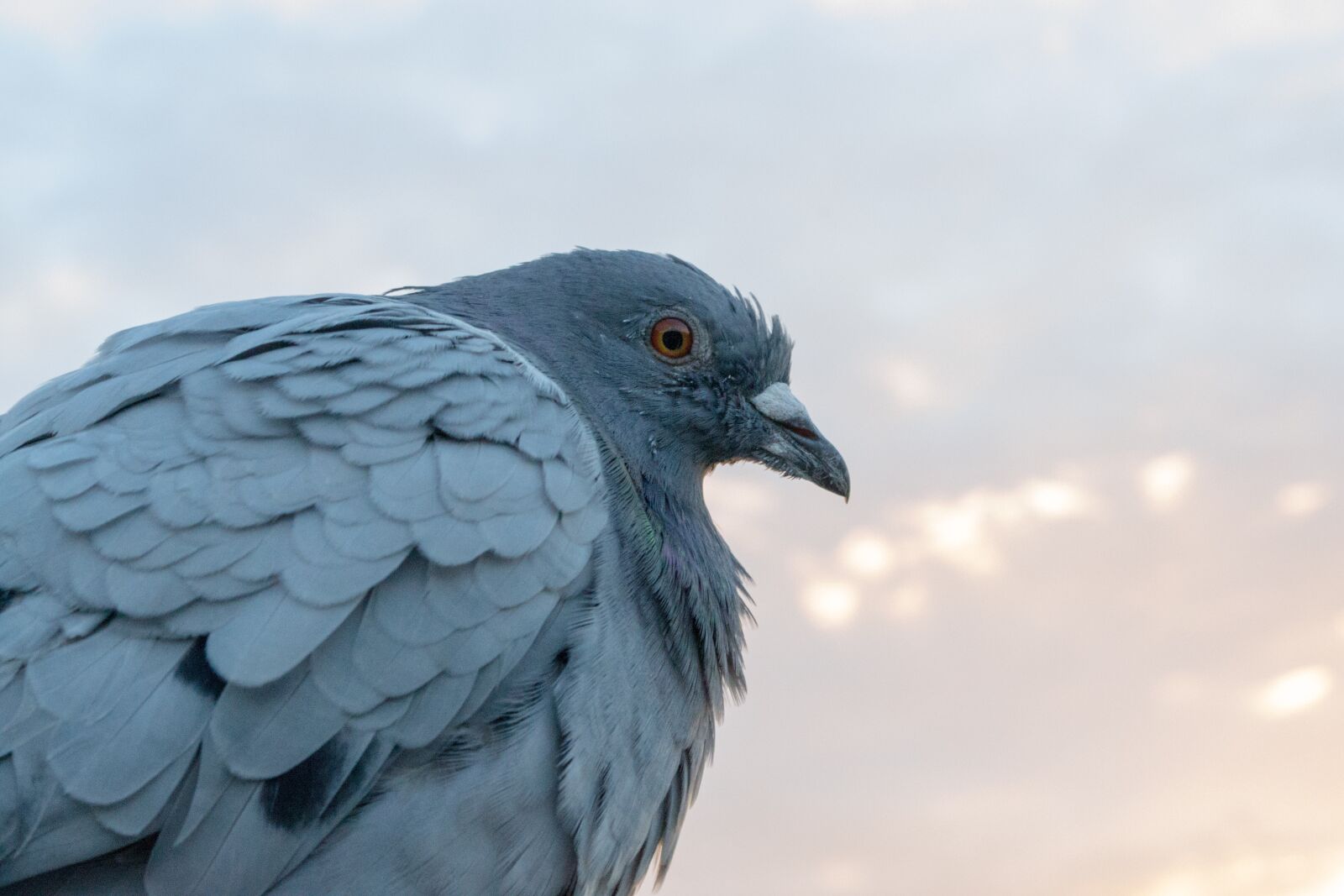 Nikon D3100 sample photo. Dove, bird, plumage photography