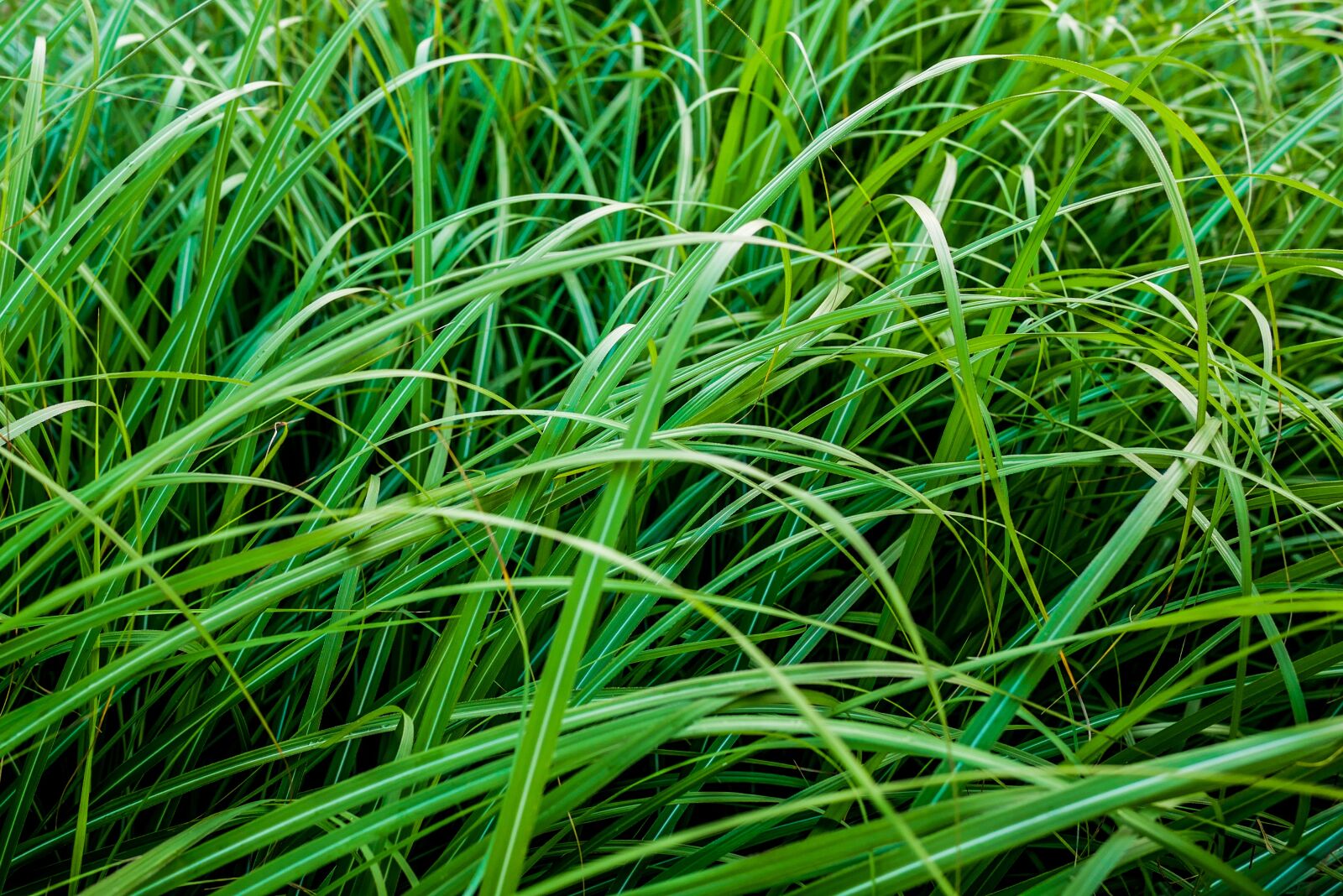 Panasonic Lumix DMC-GX85 (Lumix DMC-GX80 / Lumix DMC-GX7 Mark II) + LUMIX G 20/F1.7 II sample photo. Grass, green, nature photography