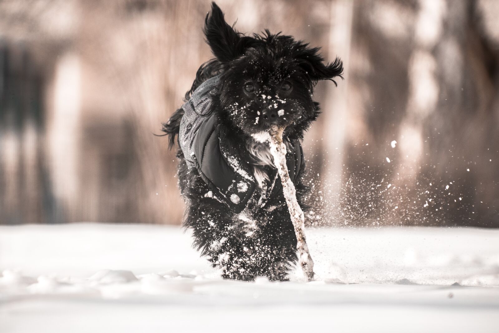 Nikon D3300 sample photo. Winter, snow, cold photography