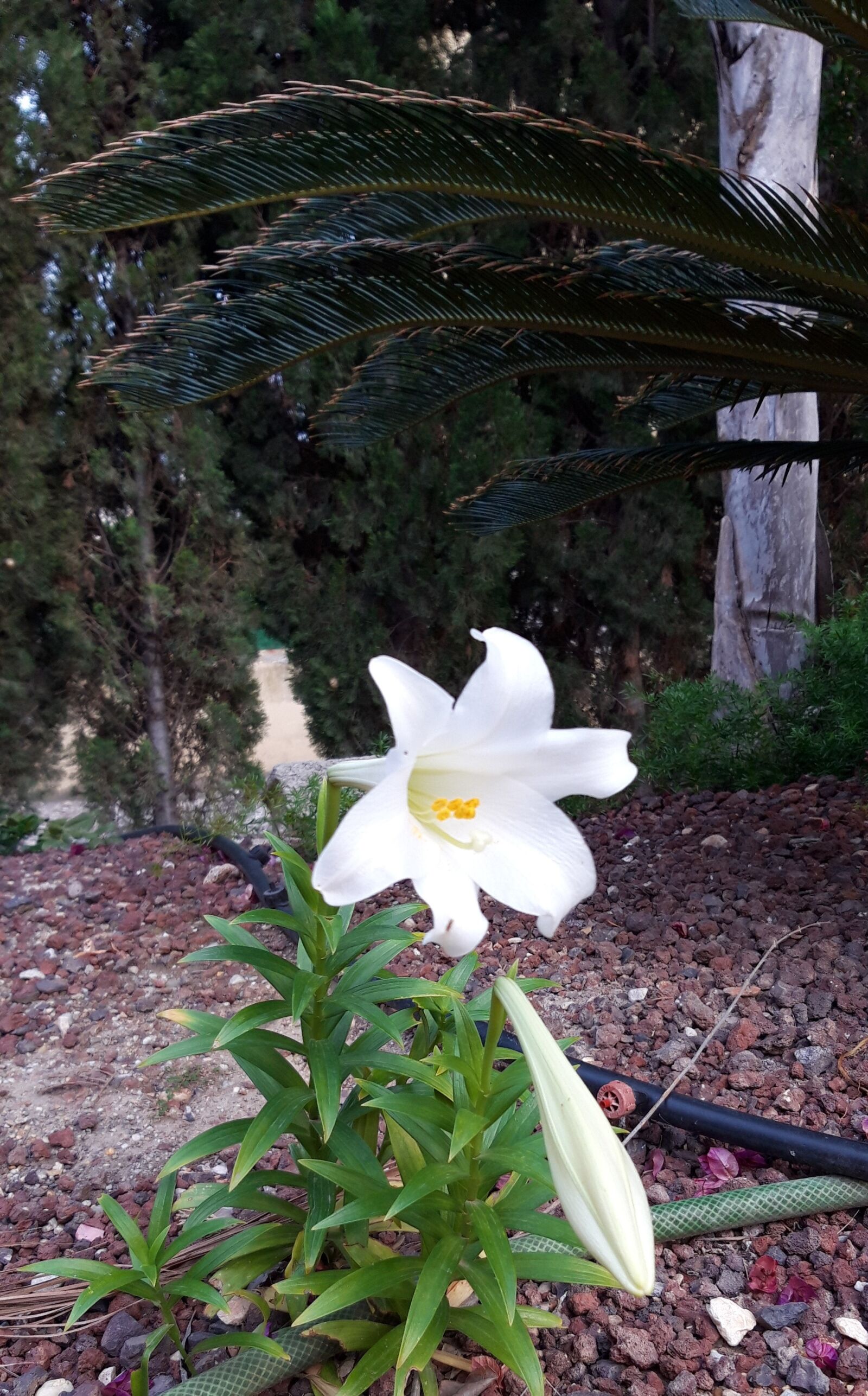 Samsung Galaxy A6 sample photo. Flower, white, spring photography