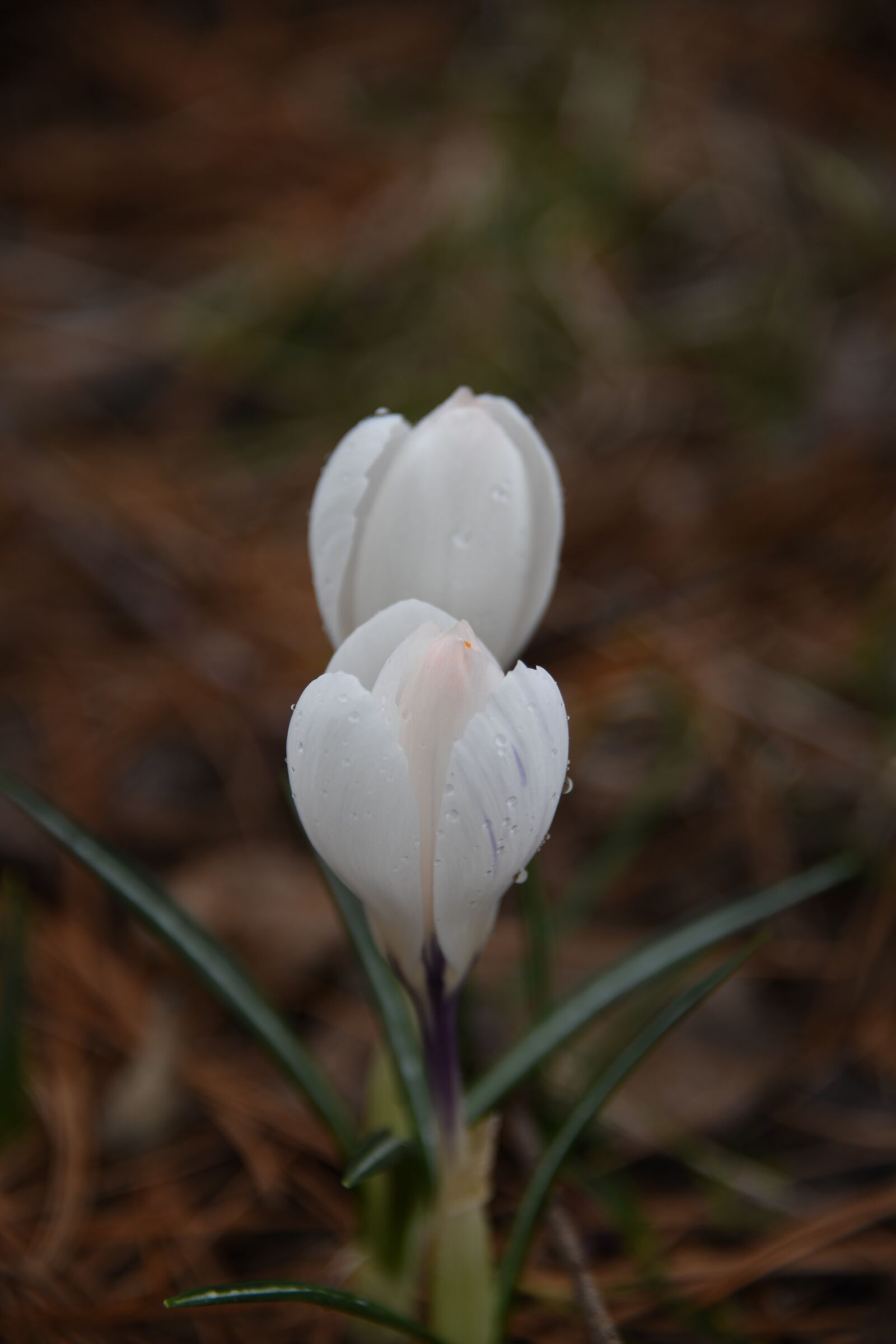 Nikon D850 sample photo. Crocus, flower, happy photography