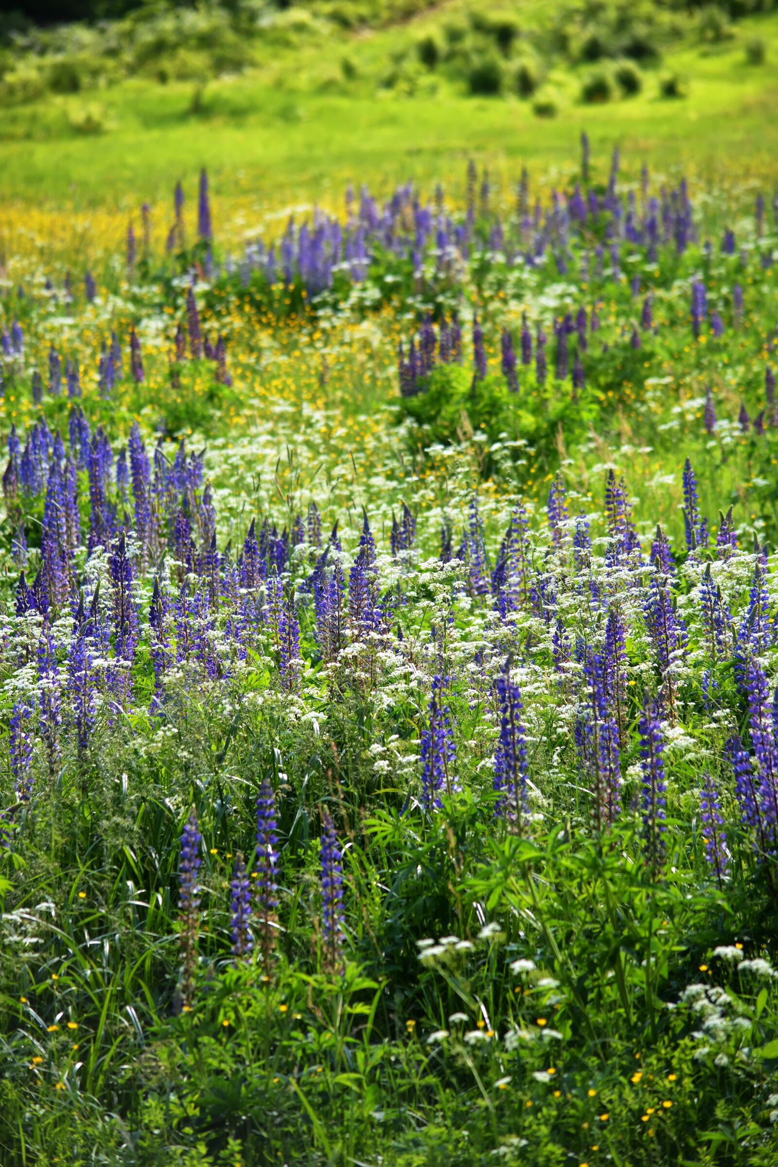 Nikon D5200 sample photo. Field, lupine, flower photography