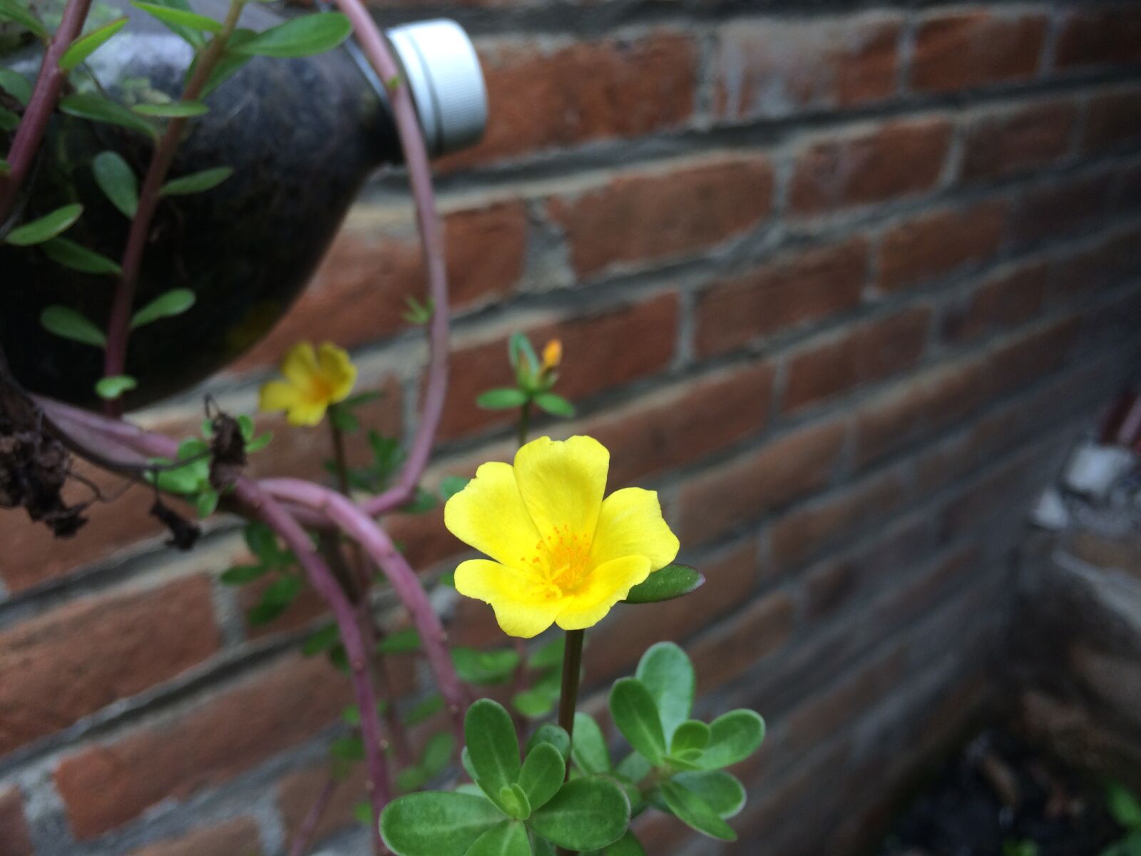 iPhone 5s back camera 4.15mm f/2.2 sample photo. Flower, yellow, nature photography
