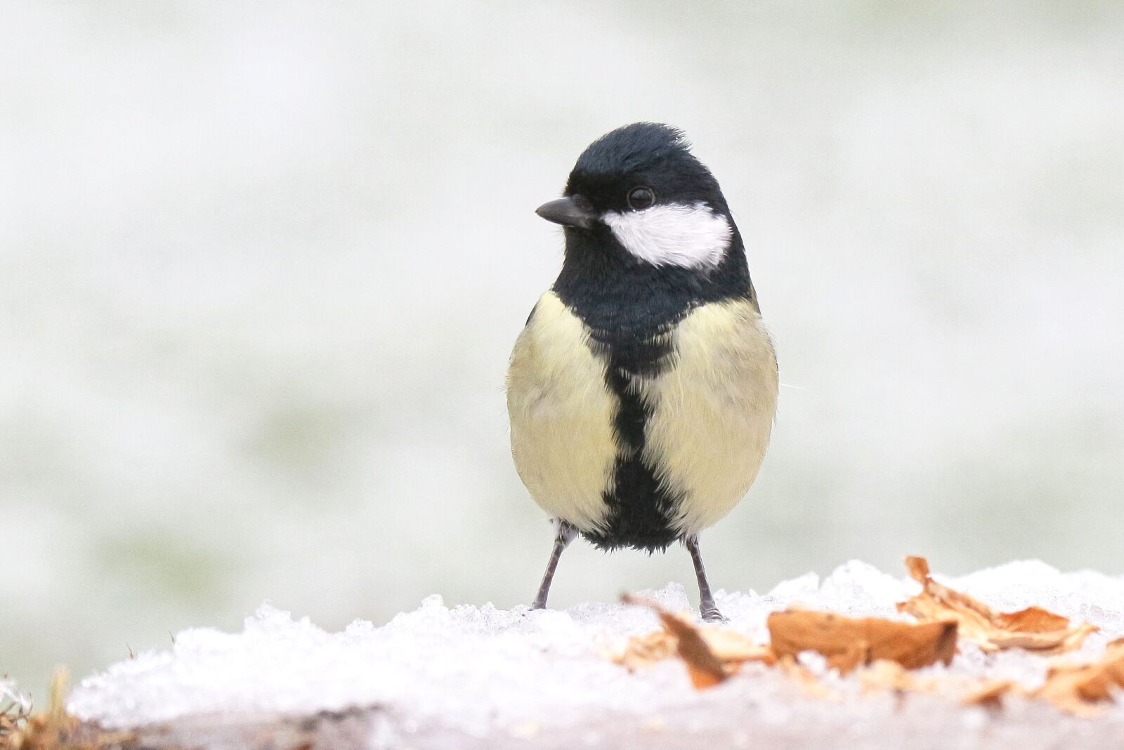 Canon EOS M10 sample photo. Bird, animal world, nature photography