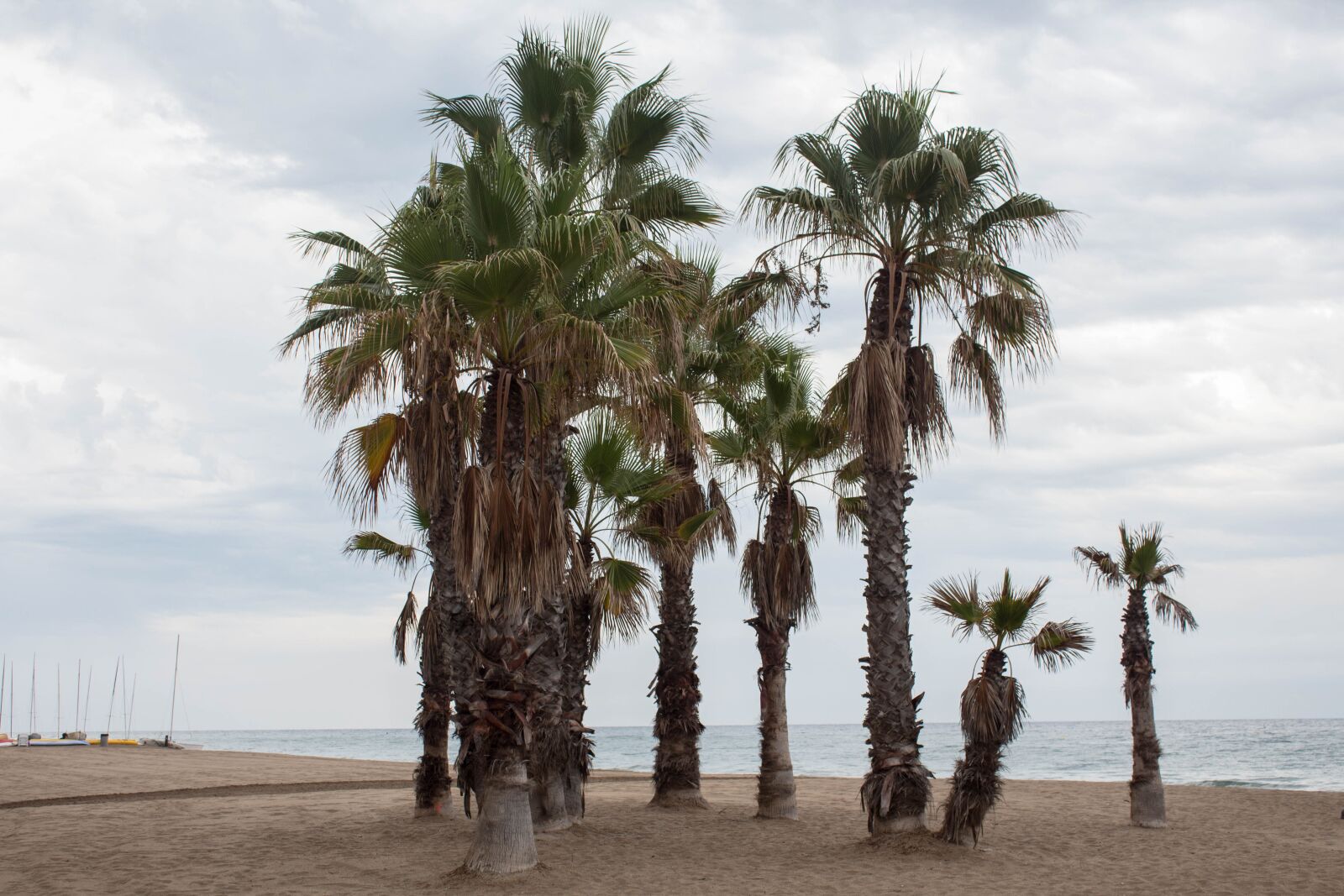 Canon EOS 650D (EOS Rebel T4i / EOS Kiss X6i) sample photo. Palmeras, playa, tarde photography