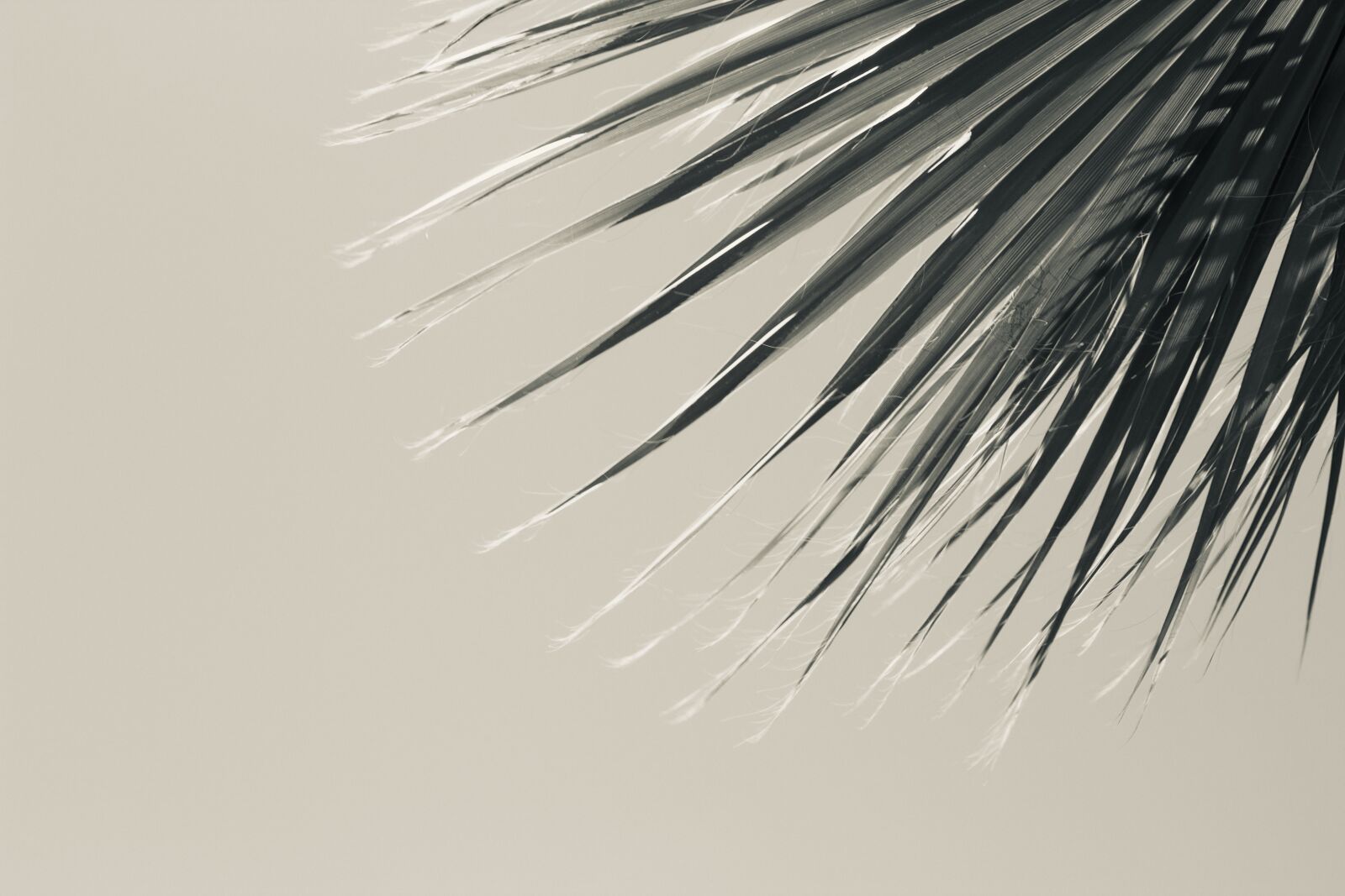Canon EOS 1300D (EOS Rebel T6 / EOS Kiss X80) sample photo. Leaves, palm, tropical photography