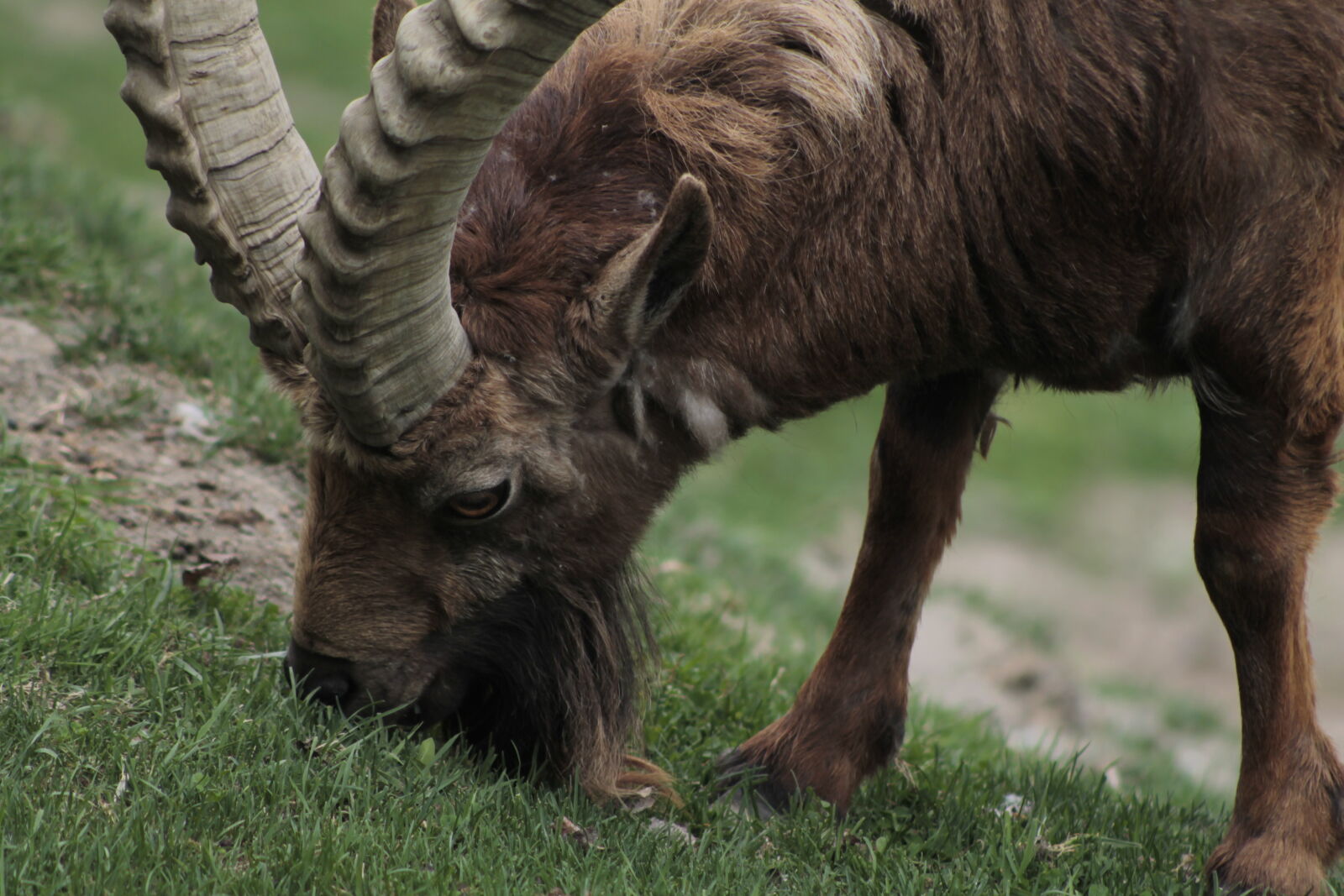Canon EOS 1100D (EOS Rebel T3 / EOS Kiss X50) sample photo. Mongolia, nubian, ibex photography