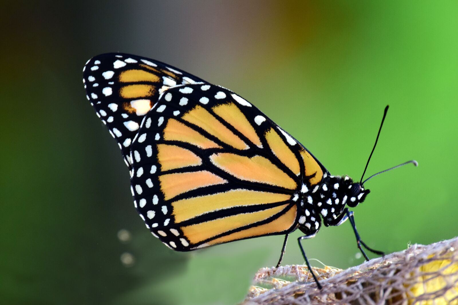 Nikon D3300 sample photo. Monarch, danaus plexipplus, butterfly photography