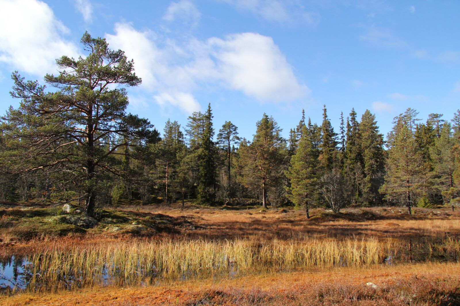 Canon EF-S 17-85mm F4-5.6 IS USM sample photo. Autumn, telemark norway, tindefjell photography