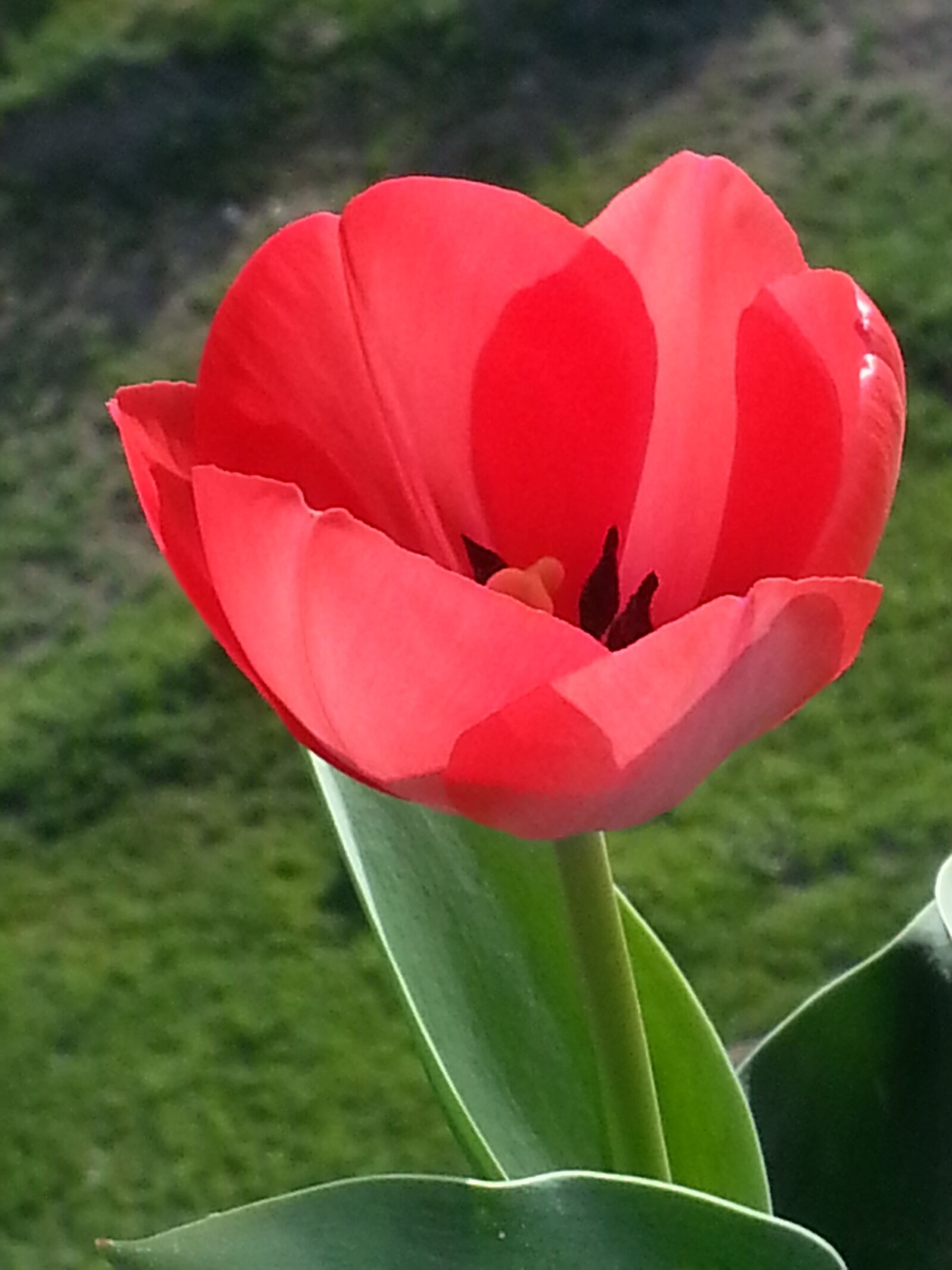 Samsung Galaxy Note2 sample photo. Flower, nature, flora photography