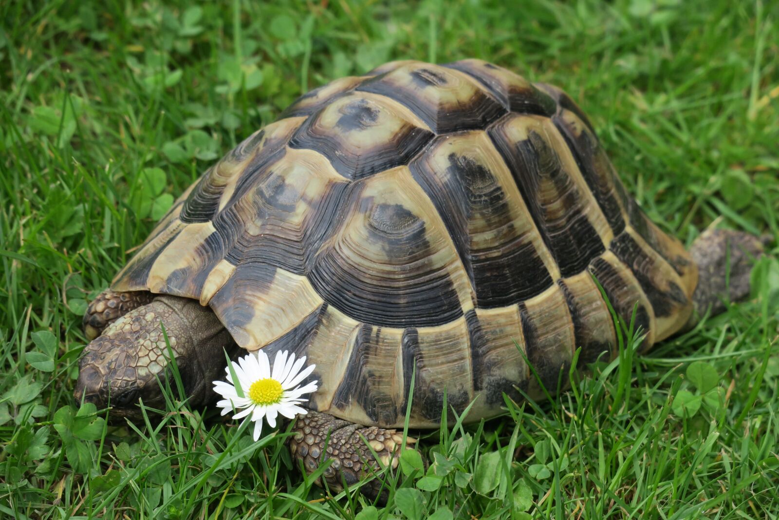 Canon PowerShot G3 X sample photo. Nature, turtle, reptile photography