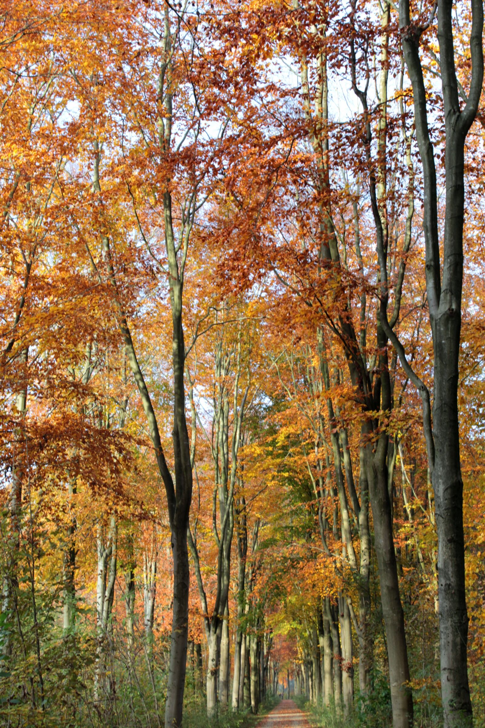 Canon EOS 600D (Rebel EOS T3i / EOS Kiss X5) sample photo. Beukenlaan, autumn, fall colors photography