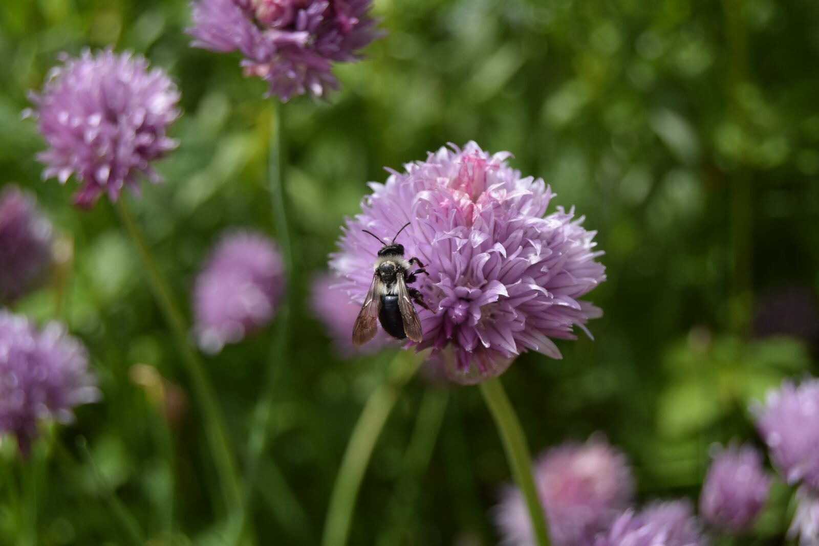 Nikon D3300 sample photo. Bee, chives, flower photography