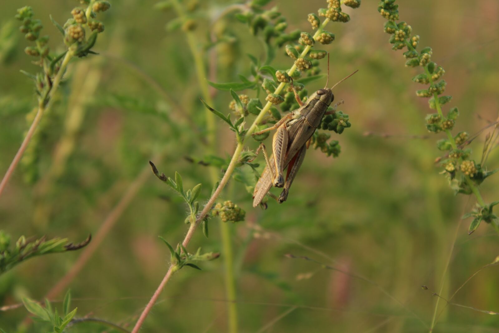 Canon EOS 1200D (EOS Rebel T5 / EOS Kiss X70 / EOS Hi) sample photo. Cricket, insect, grasshopper photography