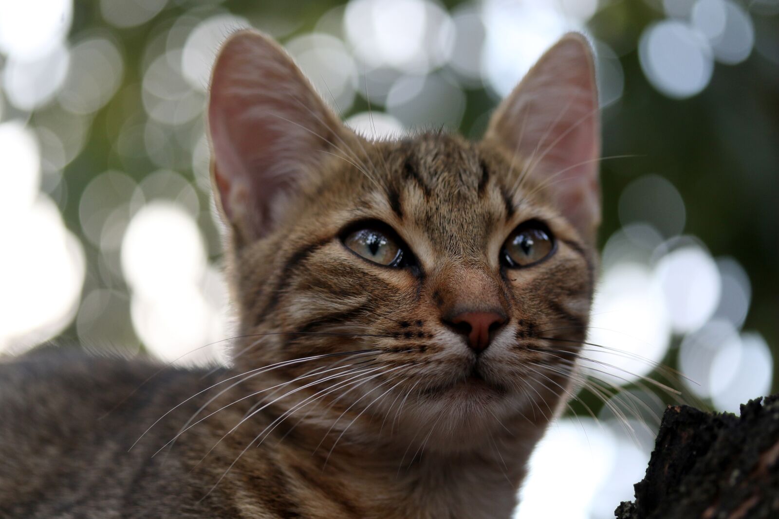 Canon EF-S 60mm F2.8 Macro USM sample photo. Cat, small, cute photography