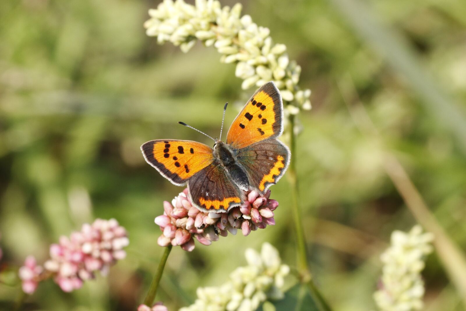 Canon EF 100mm F2.8L Macro IS USM sample photo. Butterfly, fire butterfly, small photography