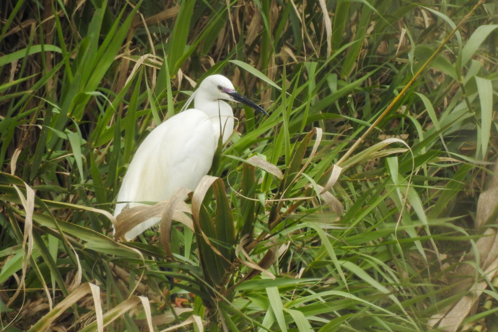 Nikon Coolpix P900 sample photo. Nature, lawn, birds photography