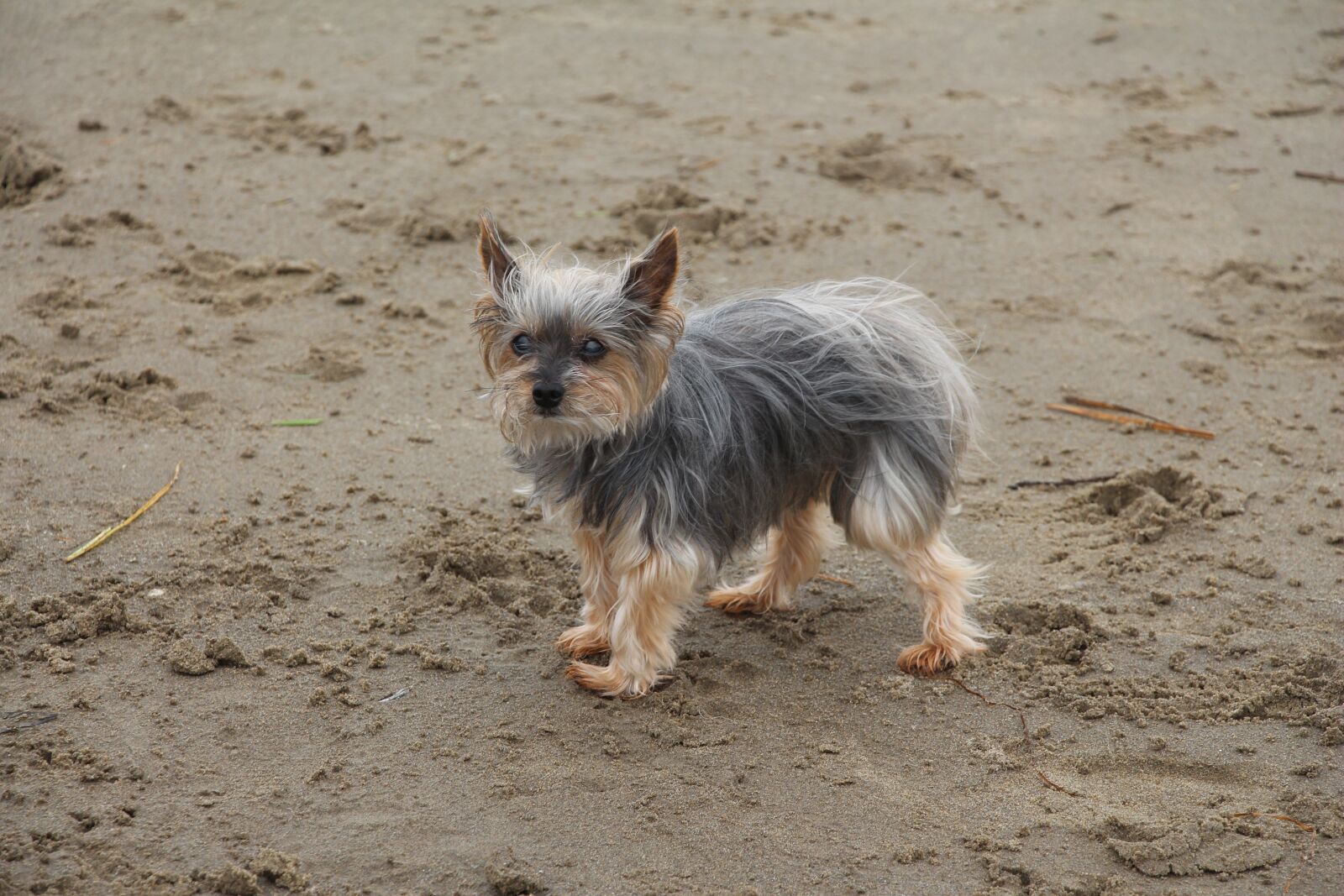 Canon EOS 650D (EOS Rebel T4i / EOS Kiss X6i) sample photo. Dog, beach, sand photography