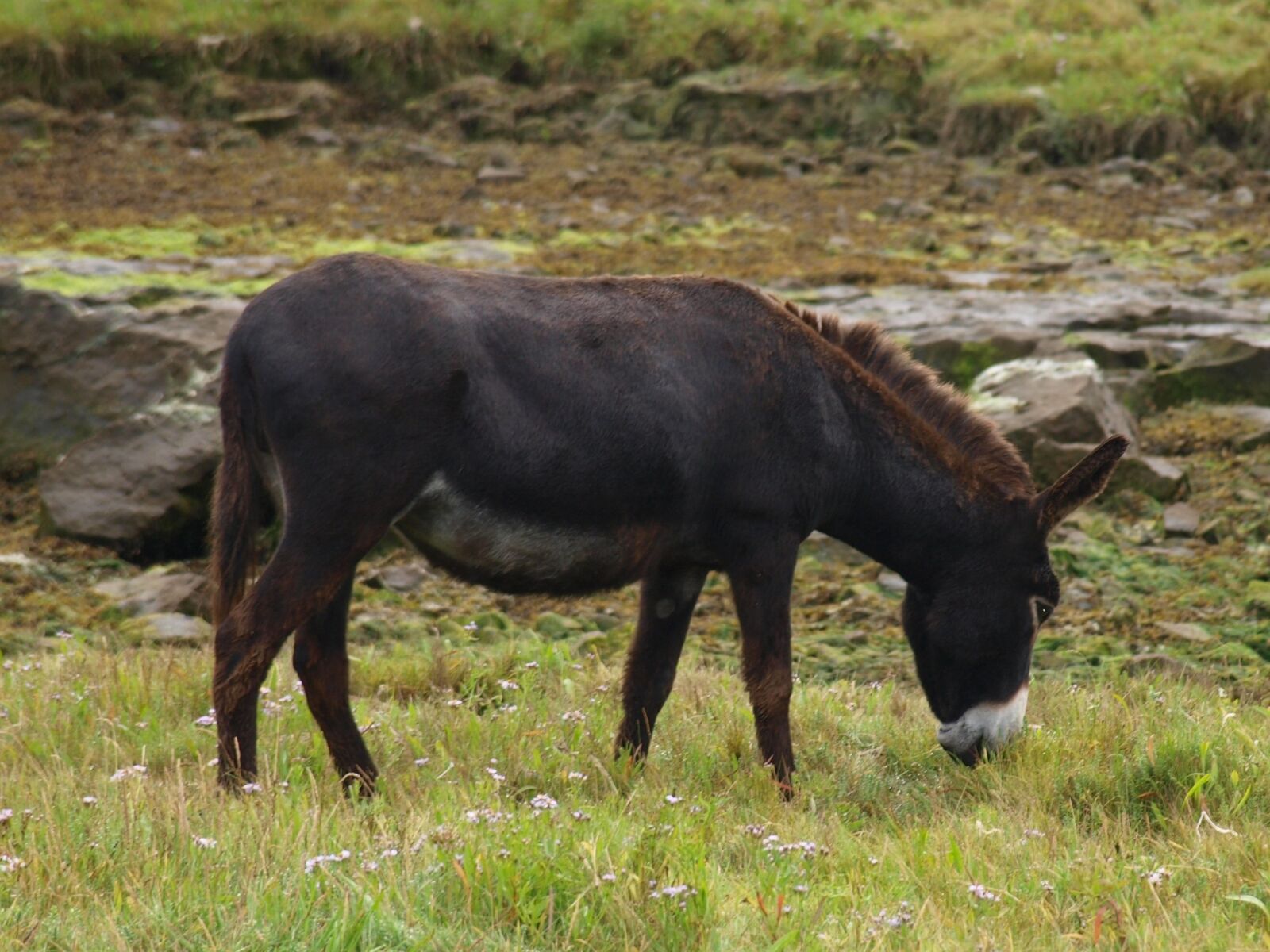 Olympus E-420 (EVOLT E-420) sample photo. Donkey, meadow, rural photography