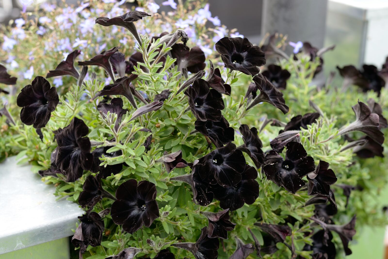 Nikon D610 sample photo. Petunia, flower, black photography