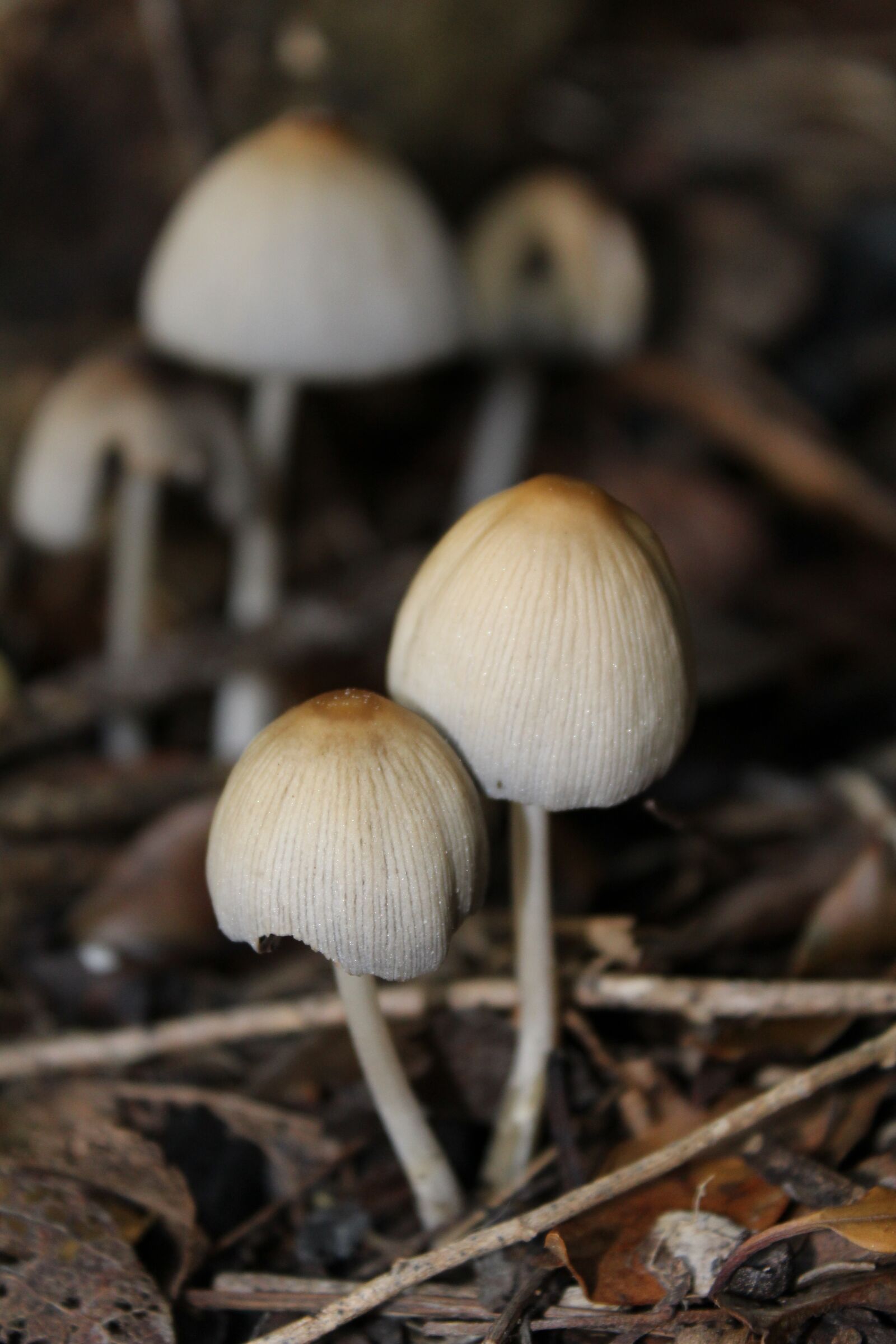 Canon EOS 1200D (EOS Rebel T5 / EOS Kiss X70 / EOS Hi) sample photo. Toadstool, toadstools, mushroom photography