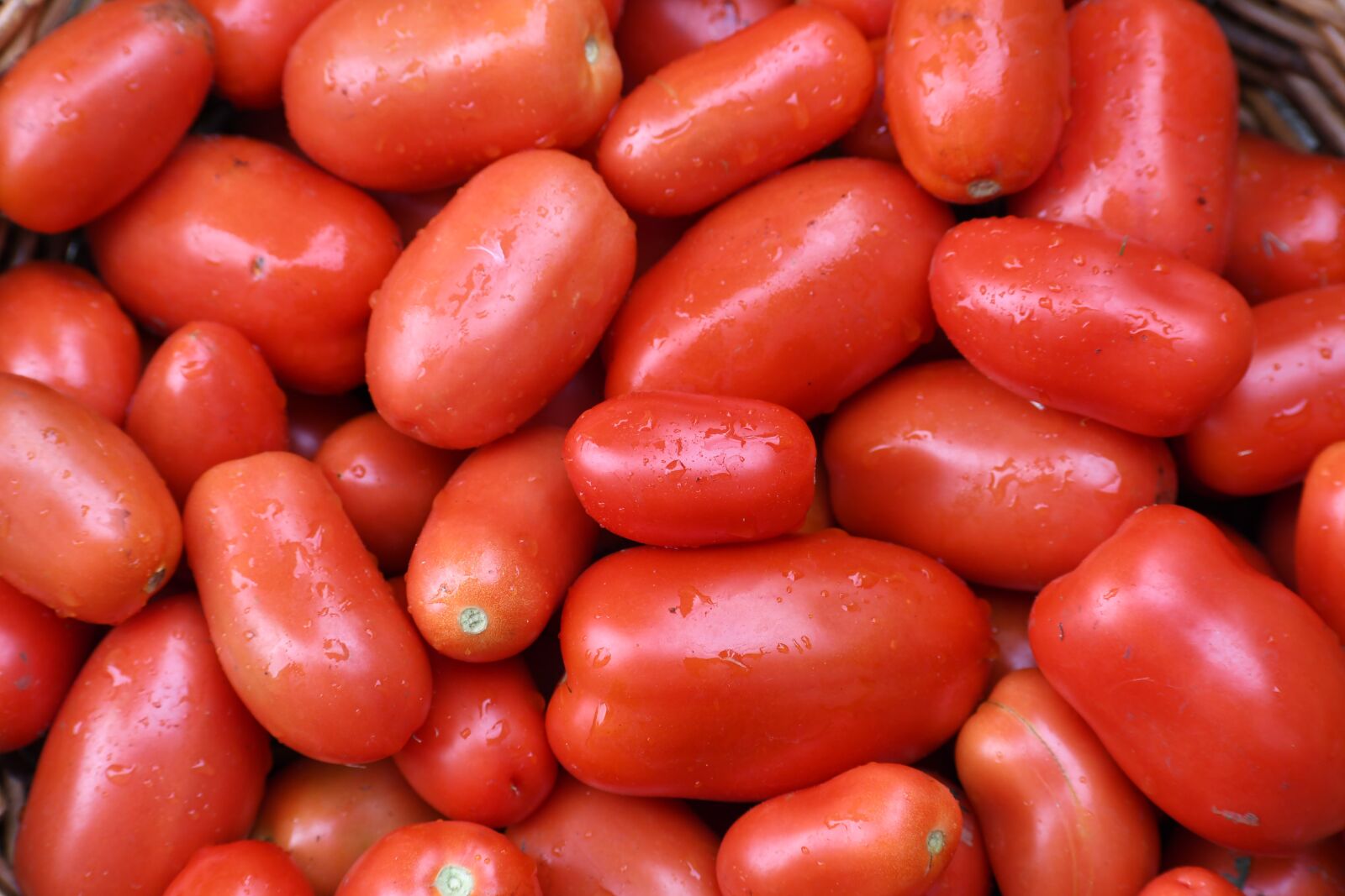 Nikon D500 sample photo. Tomatoes, harvest, fresh photography