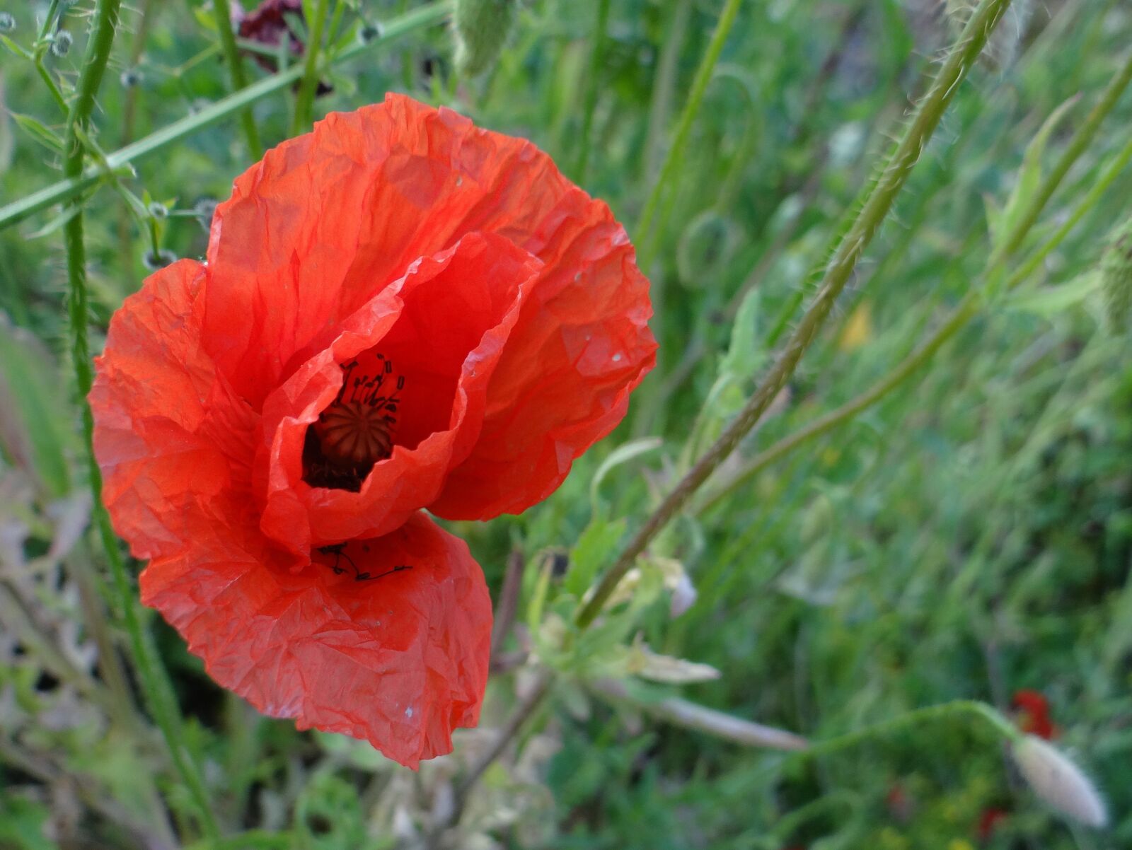 Sony DSC-HX200V sample photo. Poppy, flower, meadow photography