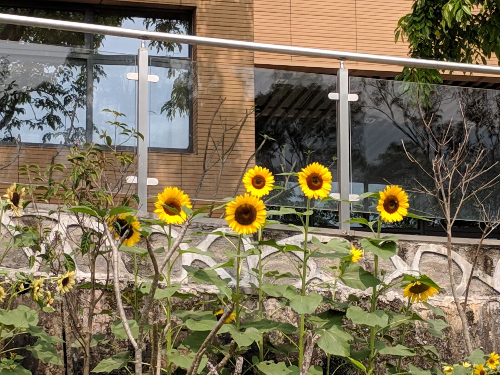 Google Pixel sample photo. Sunflower, background, flowers photography