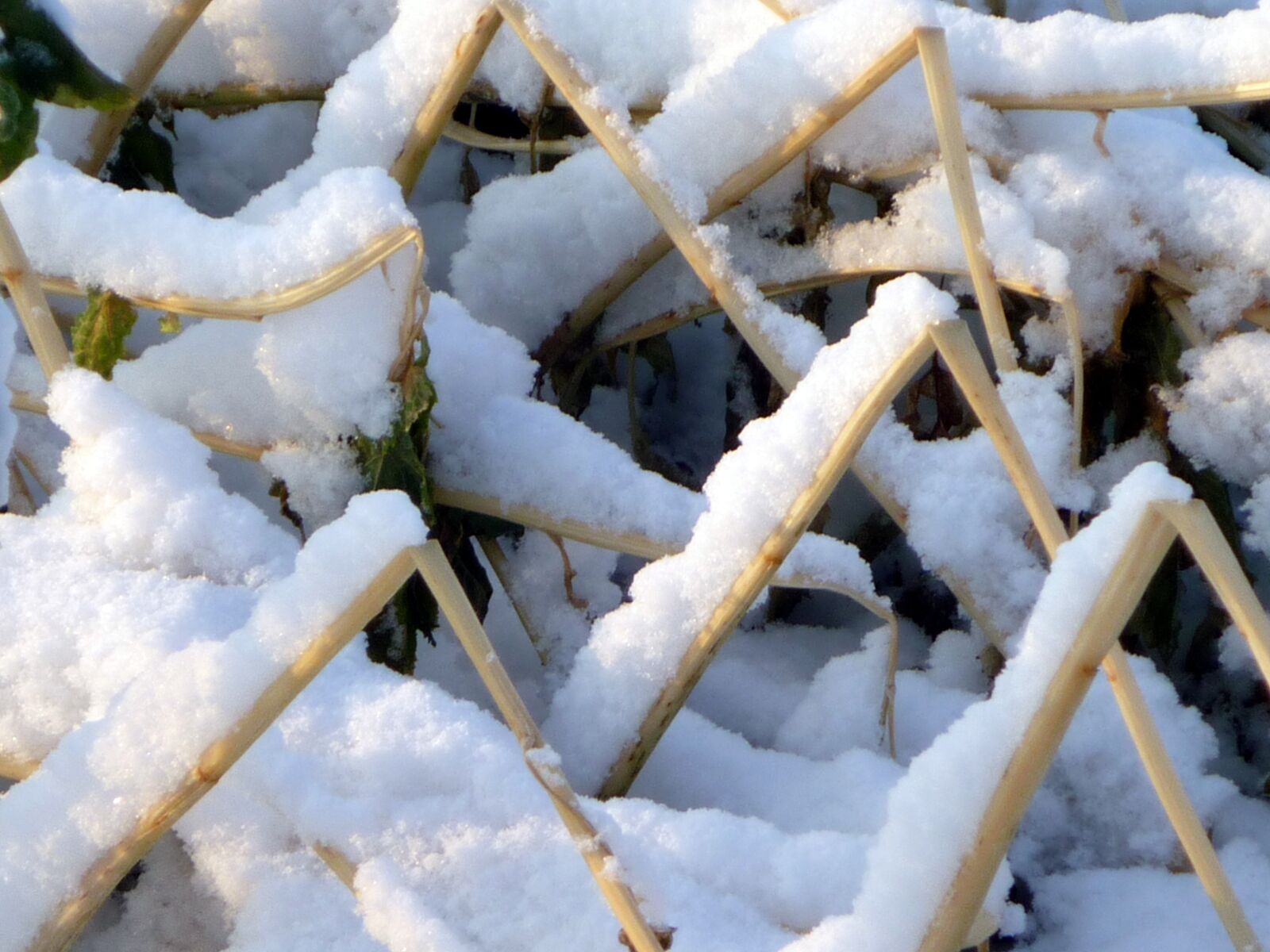 Panasonic DMC-LS85 sample photo. Straws, winter, snow photography