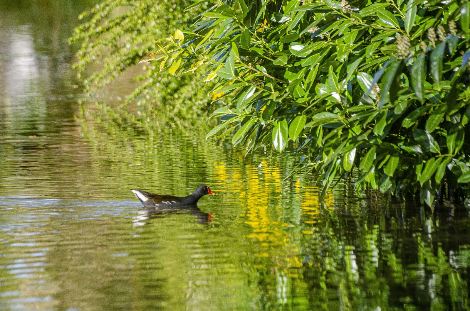 Nikon D7000 sample photo. Gallinule, hen, water photography
