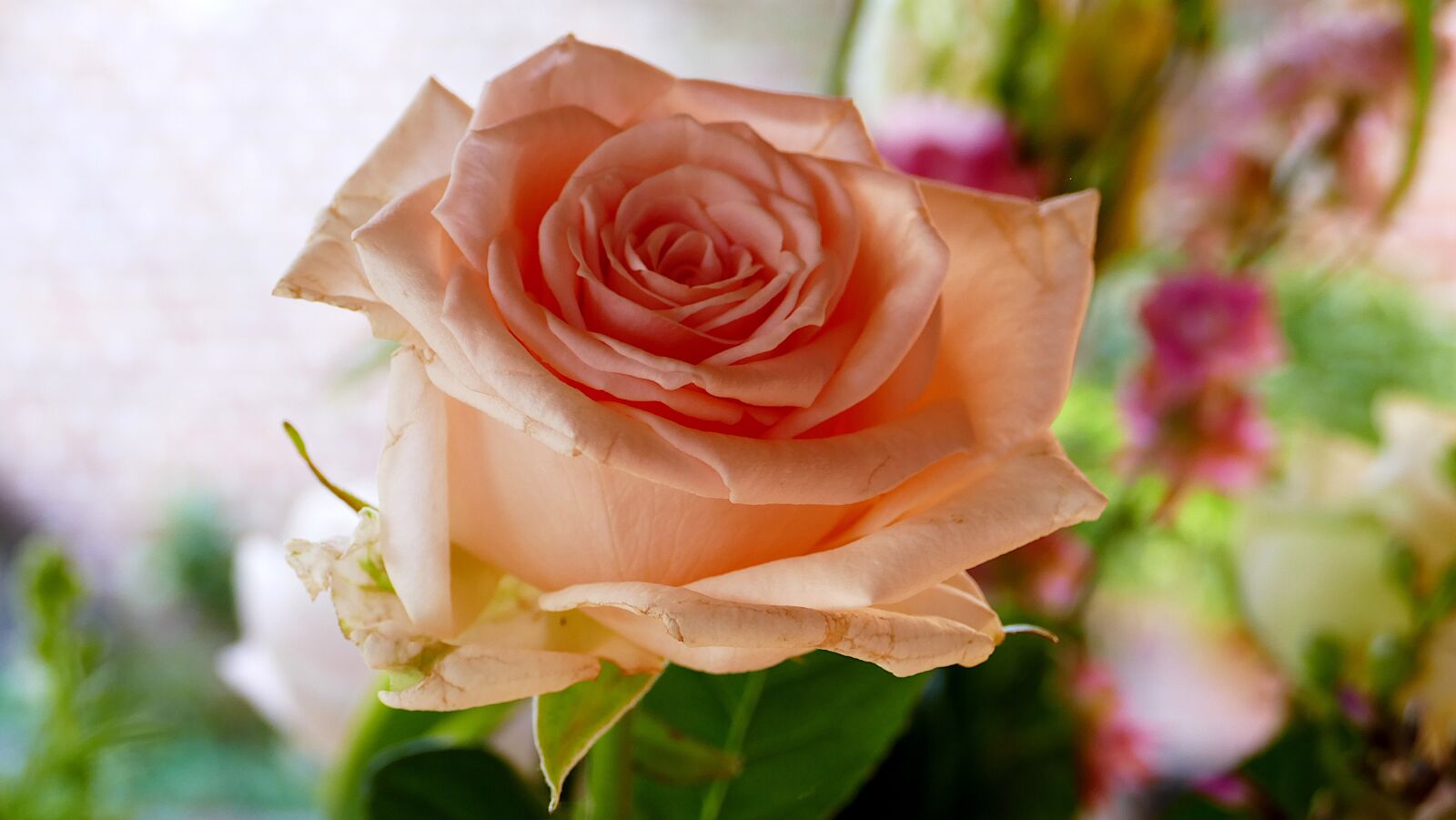 Panasonic Lumix DMC-FZ1000 sample photo. Rose, pink, blo photography