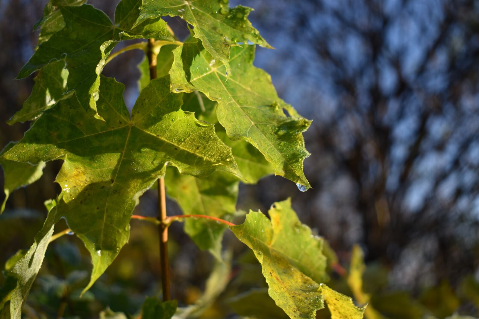 Nikon D5600 sample photo. Sheet, autumn, water photography