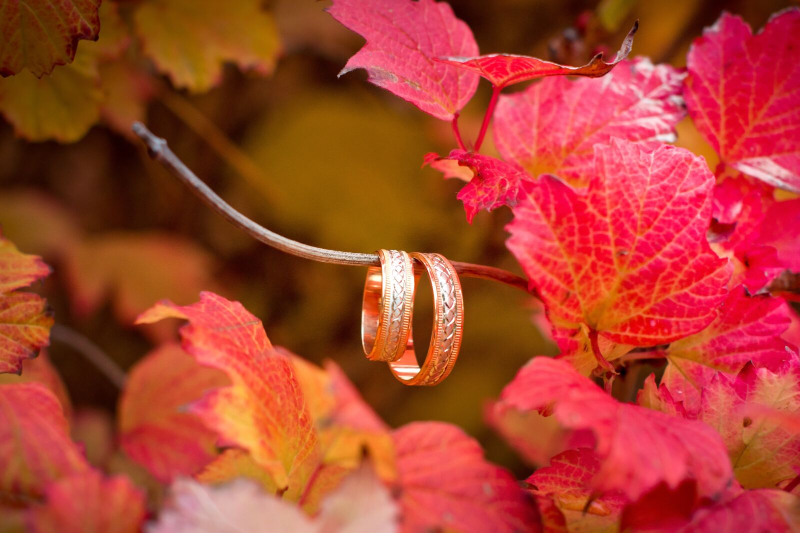 Nikon D7000 sample photo. Sheet, nature, plant photography