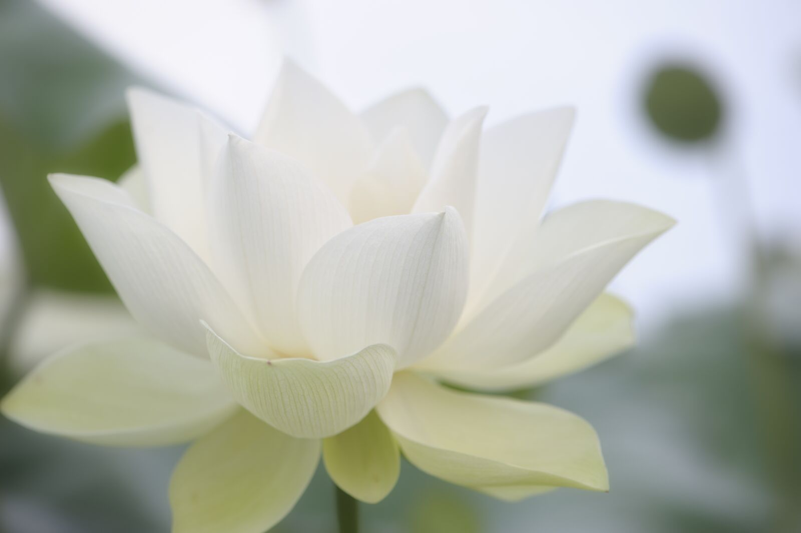 Nikon D700 sample photo. Flower, lotus, beautiful photography