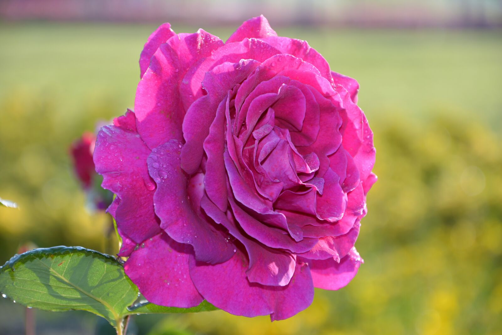 Nikon D7100 sample photo. Flower, rose, plant photography