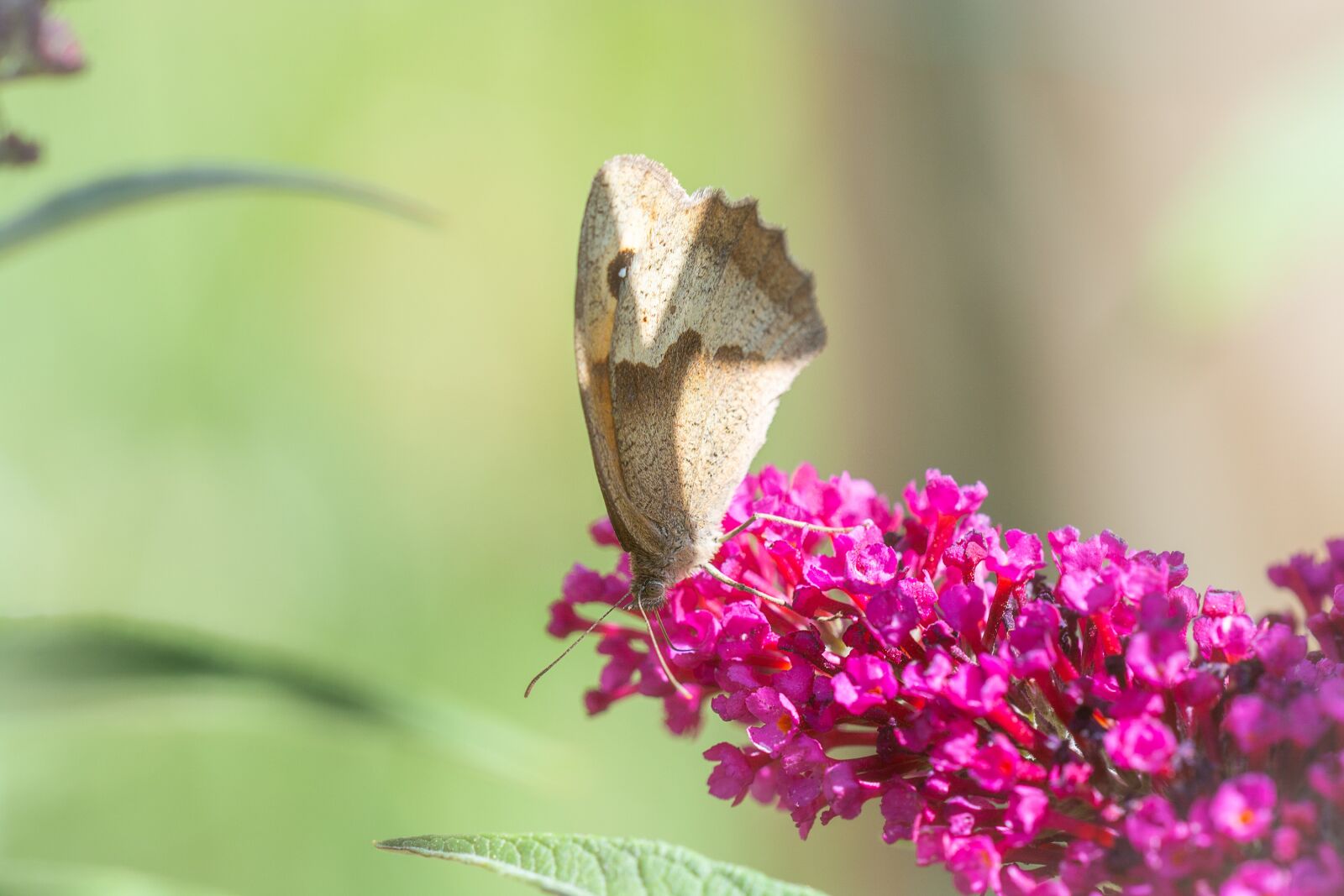 Nikon D7100 sample photo. Butterfly, butterflies, lycaon photography