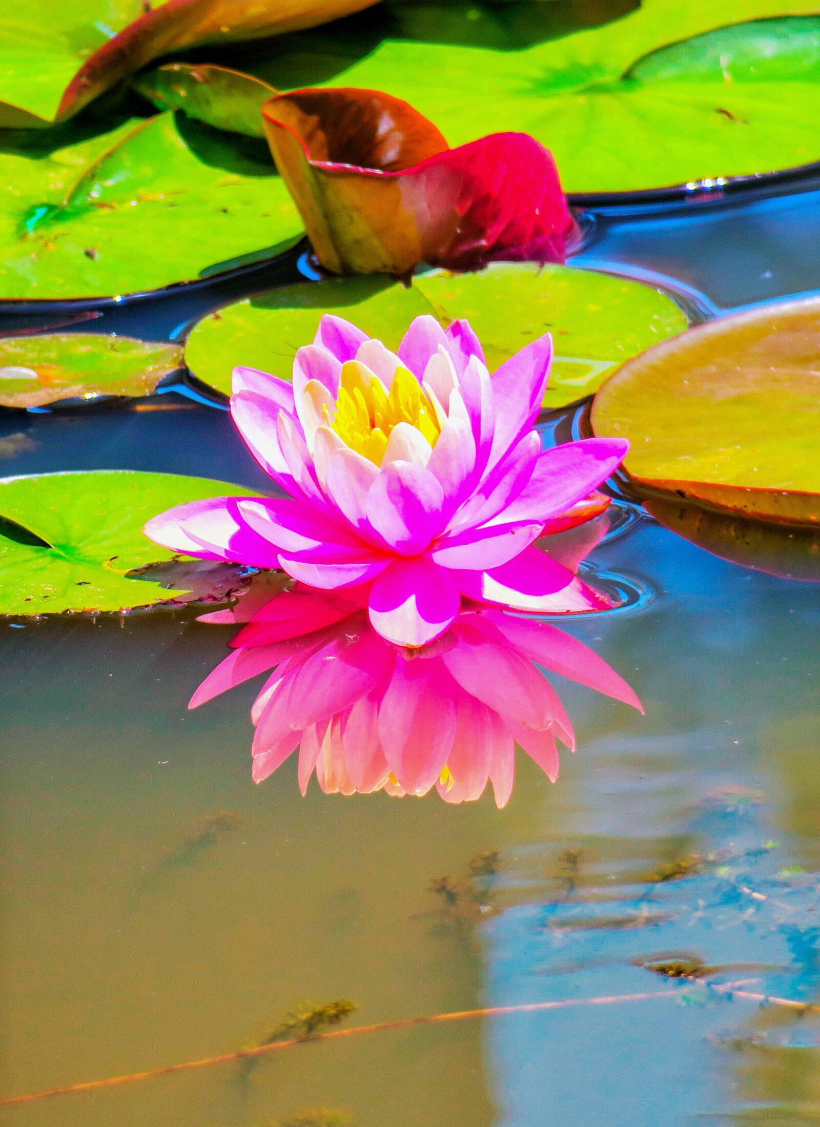 Canon PowerShot G3 X sample photo. Lotus, aquatic, plant photography