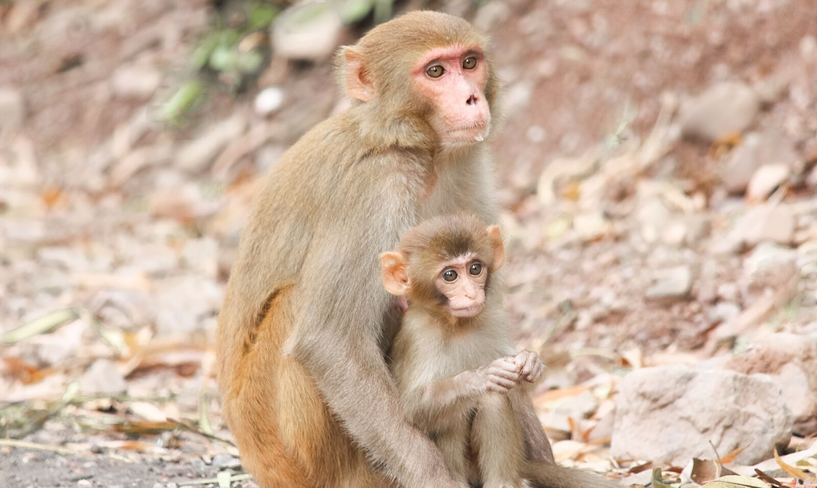 Canon EOS 700D (EOS Rebel T5i / EOS Kiss X7i) + Canon EF-S 55-250mm F4-5.6 IS II sample photo. Monkey with child, nature photography