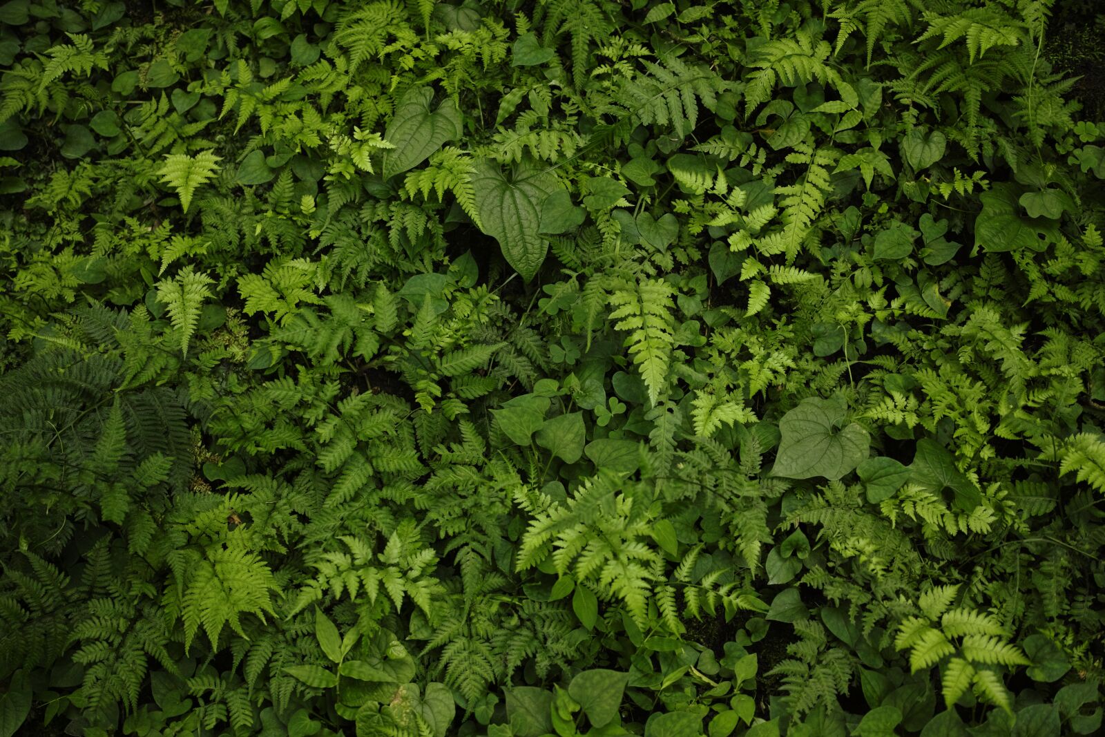 Sigma DP2 Merrill sample photo. Plant, green, leaf photography