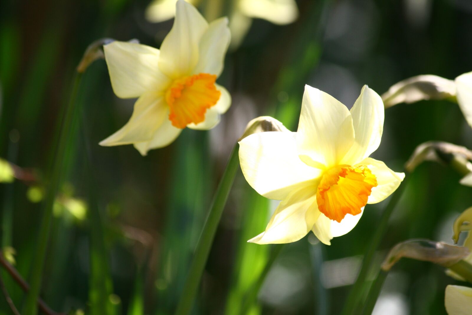 Canon EOS 400D (EOS Digital Rebel XTi / EOS Kiss Digital X) sample photo. Pentecost lilies, daffodils, easter photography
