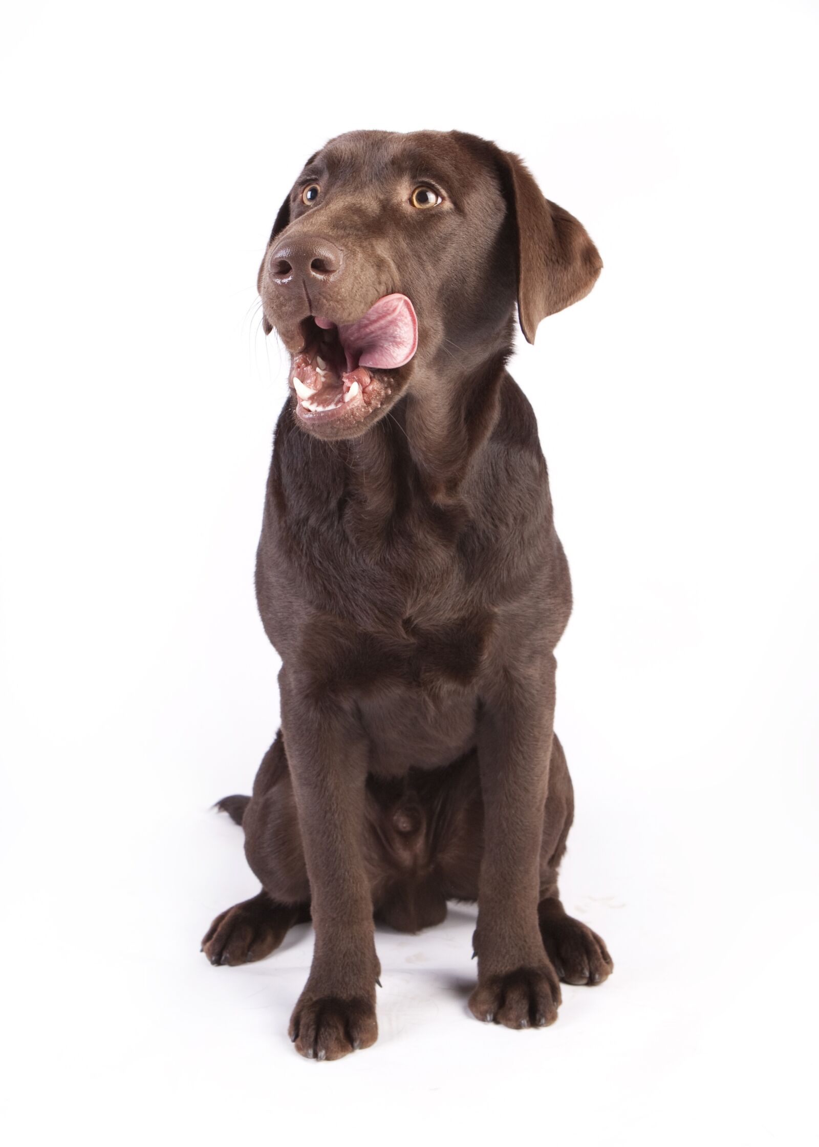 Canon EOS-1Ds Mark III sample photo. Dog, reward, dog food photography